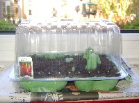 egg carton propagator