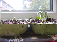 seeds growing