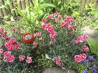 laundry ball feeder in flowers