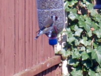 goldfinch on feeder