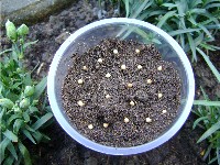 yoghurt pot with seeds in