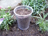 Soil in yoghurt pot