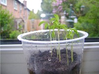 Herb seeds growing in yoghurt pots