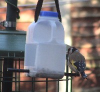 goldfinch on milk carton feeder