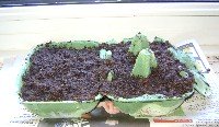 egg carton filled with soil 