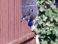 soda bottle birdfeeder