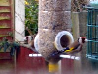 large birdfeeder