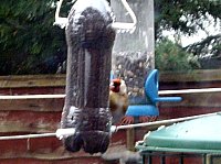 pop bottle bird feeder goldfinch